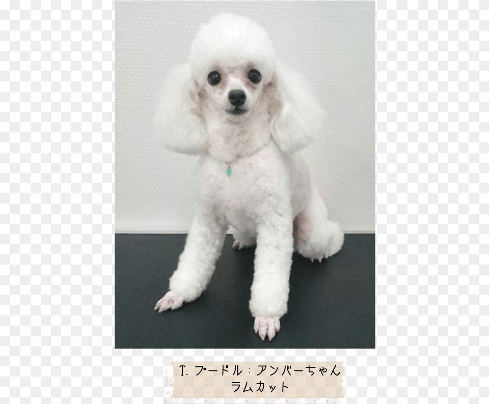 Miniature Poodle Toy Poodle Standard Poodle Puppy Toy Poodle, Animal, Canine, Dog, Mammal Free Png