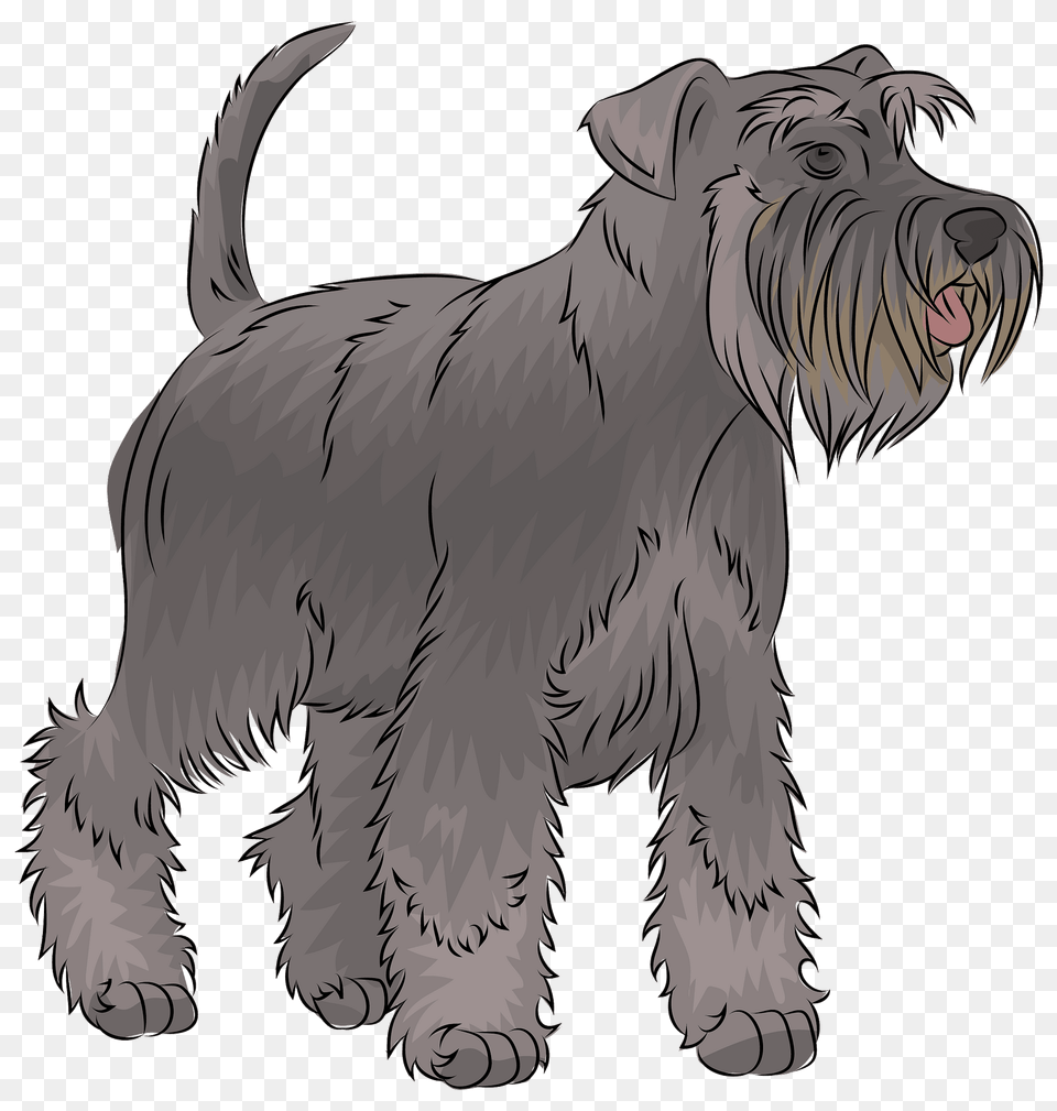 Miniature Schnauzer Clipart, Animal, Canine, Mammal, Pet Png