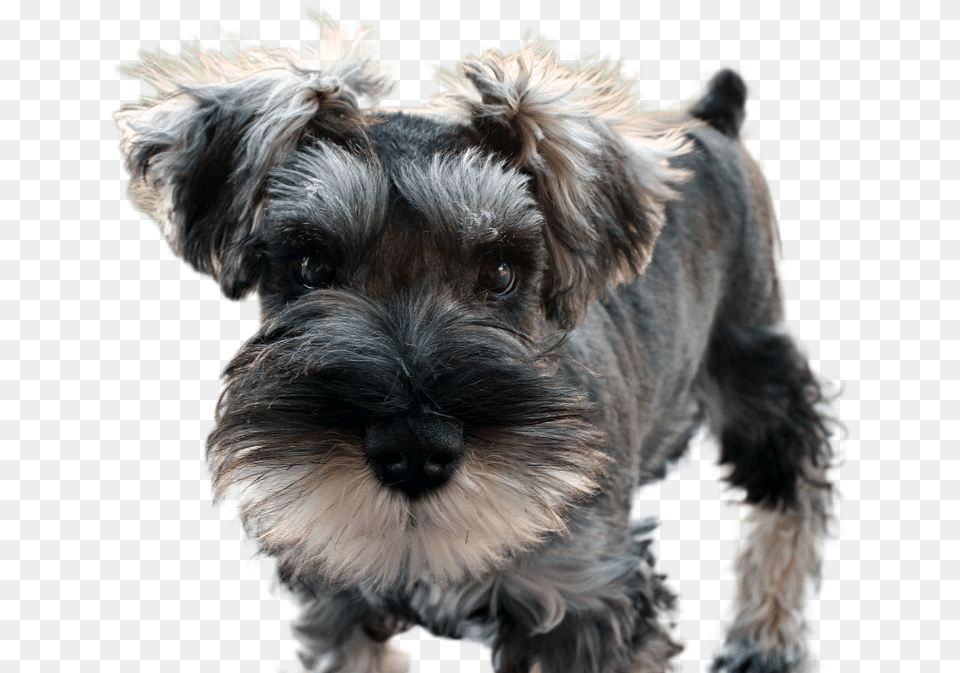 Miniature Schnauzer Shouser Dog, Animal, Canine, Mammal, Pet Free Png