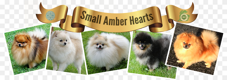 Miniature Spitz Pomeranian Small Amber Hearts Event, Animal, Canine, Dog, Mammal Free Transparent Png