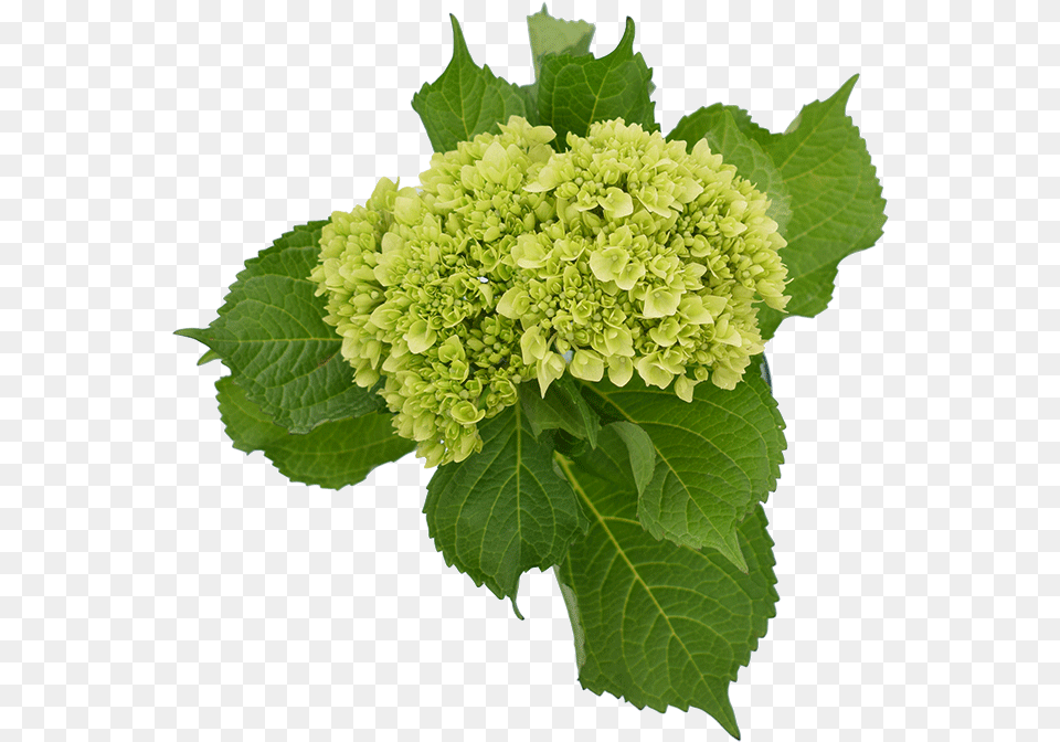 Minigreen Hydrangea Hydrangea Mojito, Leaf, Plant, Flower, Green Free Png Download