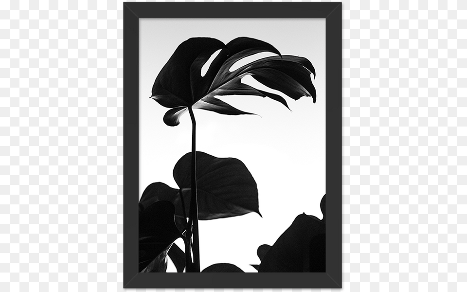 Minimal Plant Black And White, Flower, Leaf, Silhouette, Person Png Image