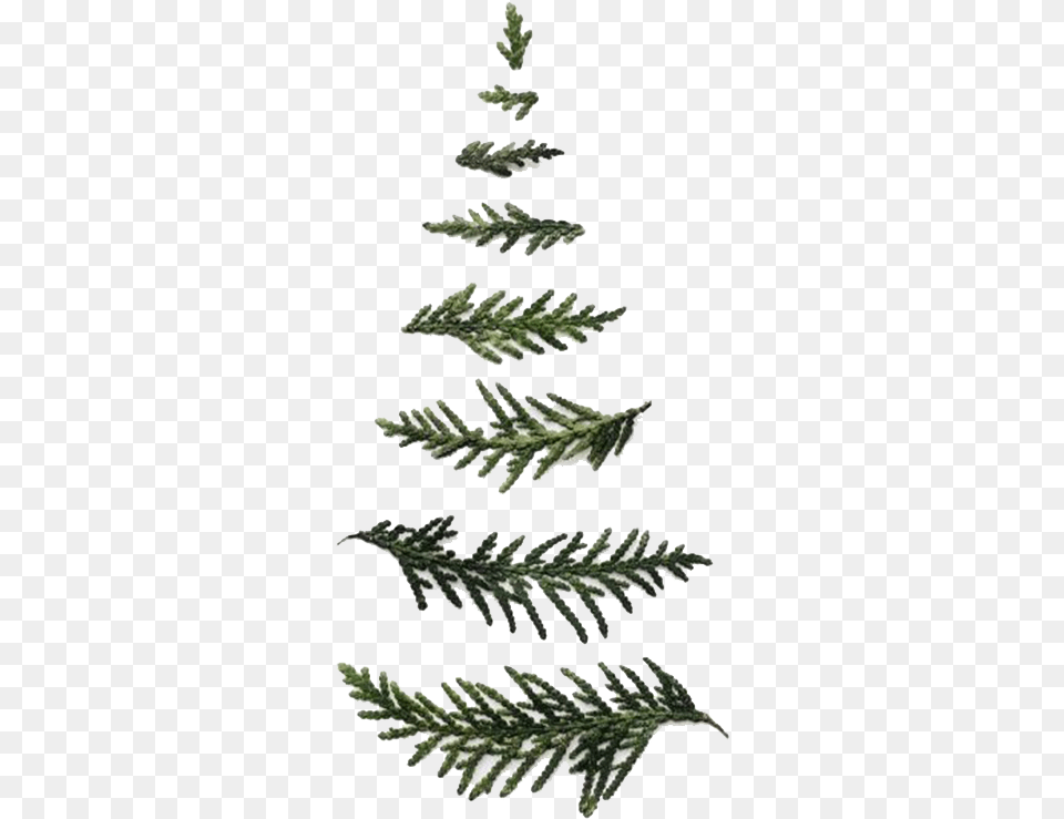 Minimalist Christmas Tree Minimalist Christmas Tree, Conifer, Grass, Leaf, Plant Free Png