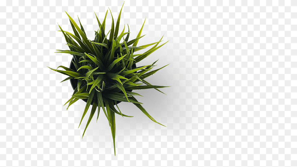 Minimalist Grass, Green, Leaf, Plant, Potted Plant Free Png Download