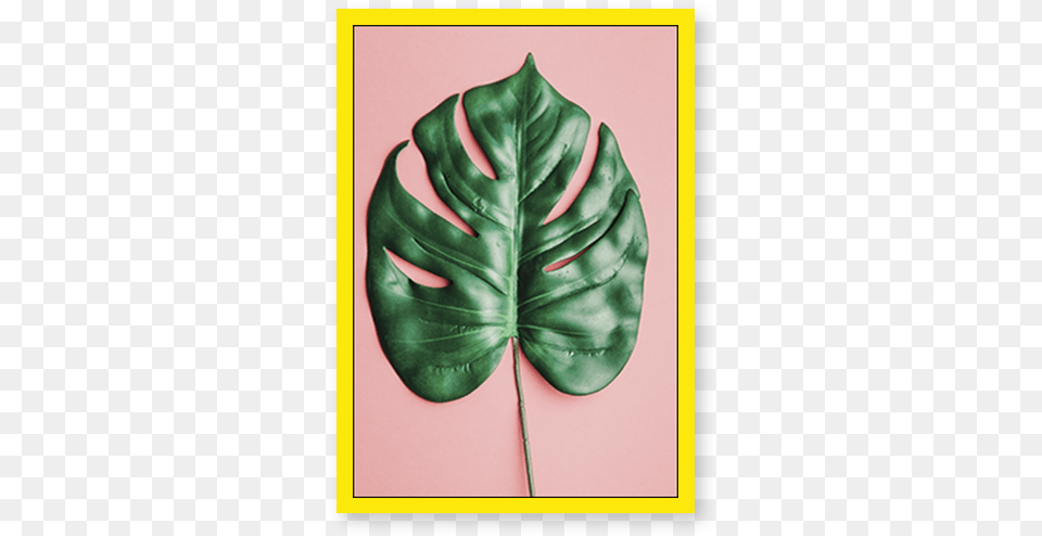 Minimalist Leaf, Plant Free Transparent Png