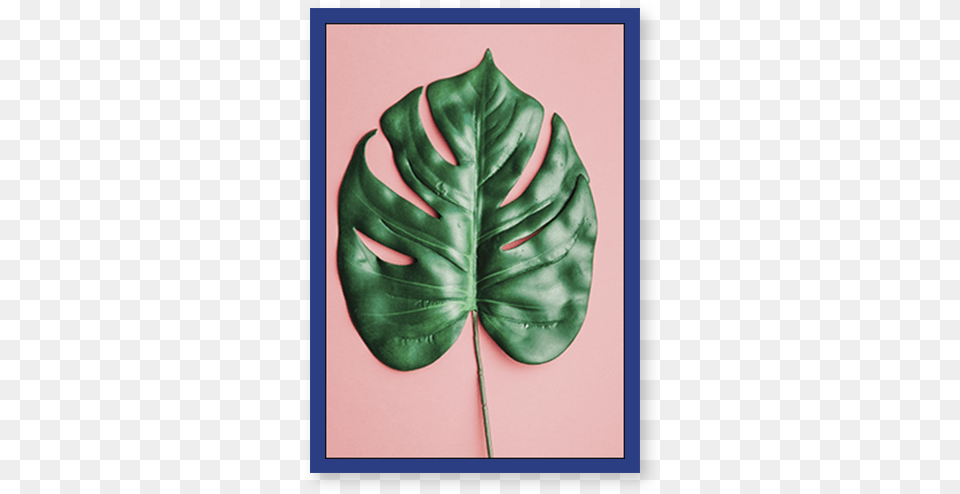 Minimalist Leaf, Plant, Diaper Free Png Download