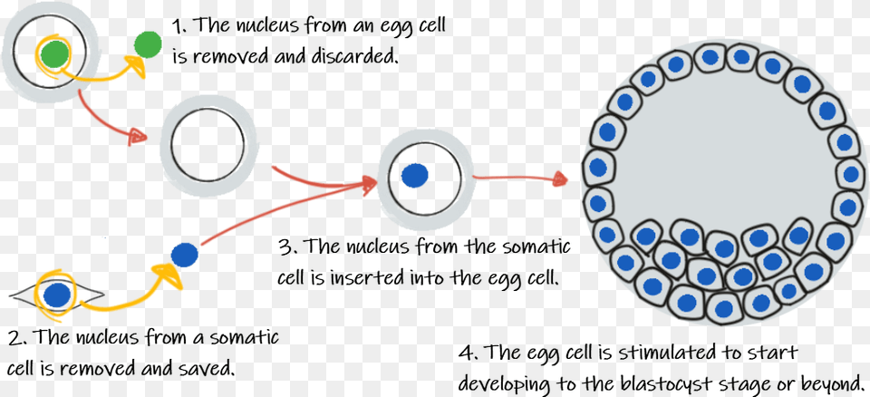 Minipcr Did The First Cell Form, Astronomy, Moon, Nature, Night Free Png Download