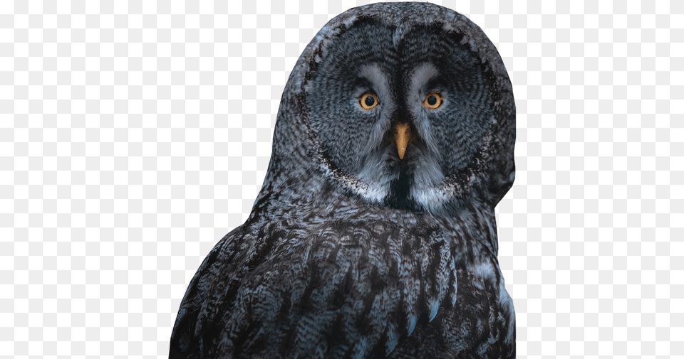 Minipcr Sleep Lab Lark Or Owl Iphone 11 In Black Background, Animal, Bird Free Png