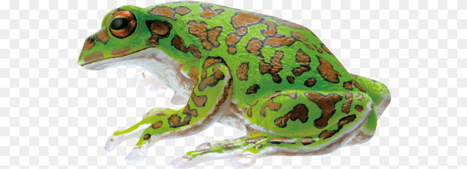 Mink Frog, Amphibian, Animal, Wildlife, Reptile Free Png Download