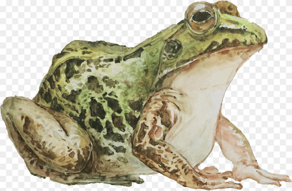 Mink Frog, Amphibian, Animal, Wildlife, Reptile Free Png Download