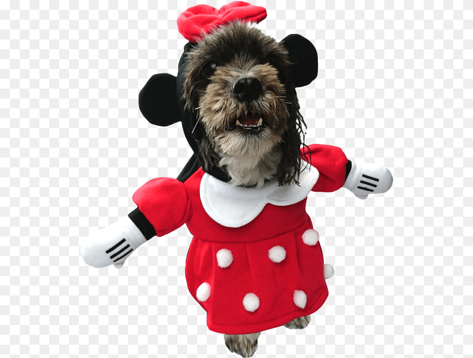 Minnie Mouse Dog Costume, Animal, Canine, Mammal, Pet Png Image