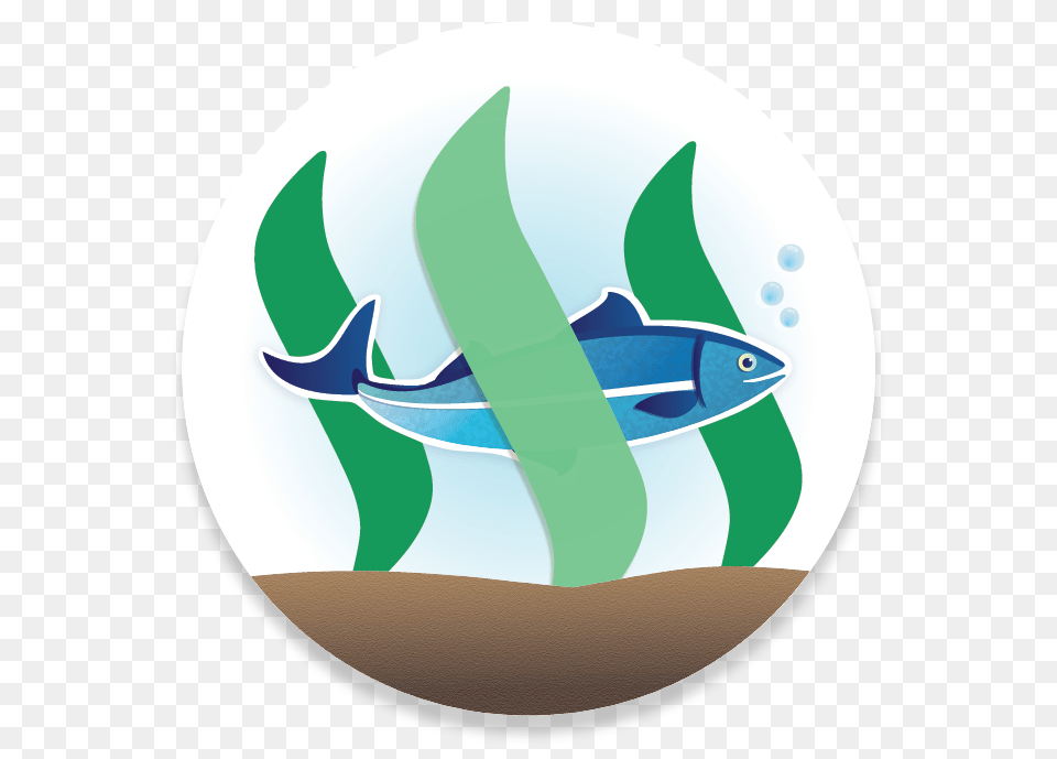 Minnow Support Project Bounty Share The Love Winners Portable Network Graphics, Animal, Sea Life, Nature, Outdoors Free Png
