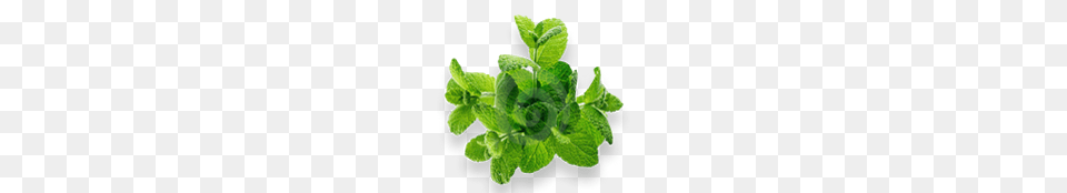 Mint, Herbs, Plant, Birthday Cake, Cake Png Image