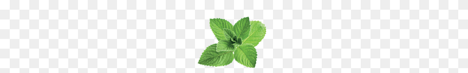 Mint, Herbs, Plant, Leaf, Herbal Free Png