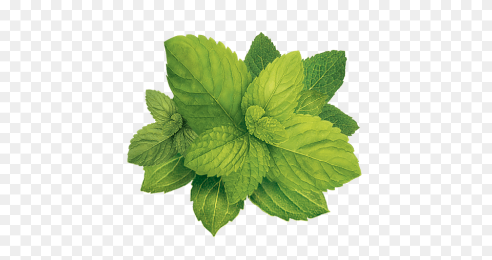 Mint, Herbs, Leaf, Plant Free Png Download