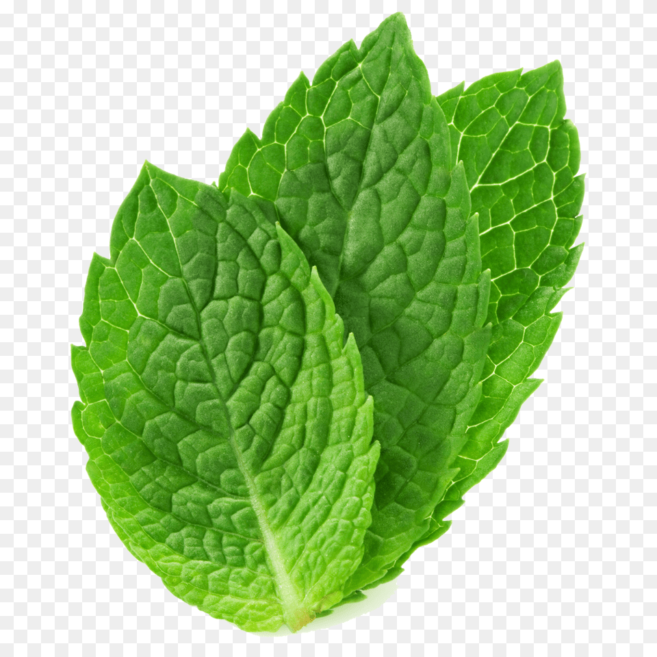 Mint, Herbs, Leaf, Plant Png