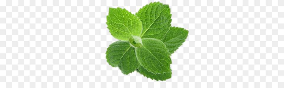 Mint, Herbs, Plant, Leaf Png