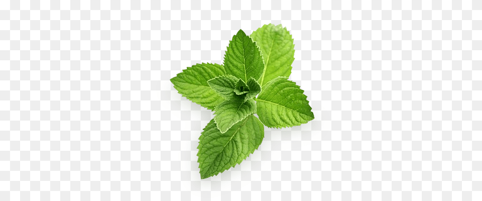 Mint, Herbal, Herbs, Plant, Leaf Free Png Download