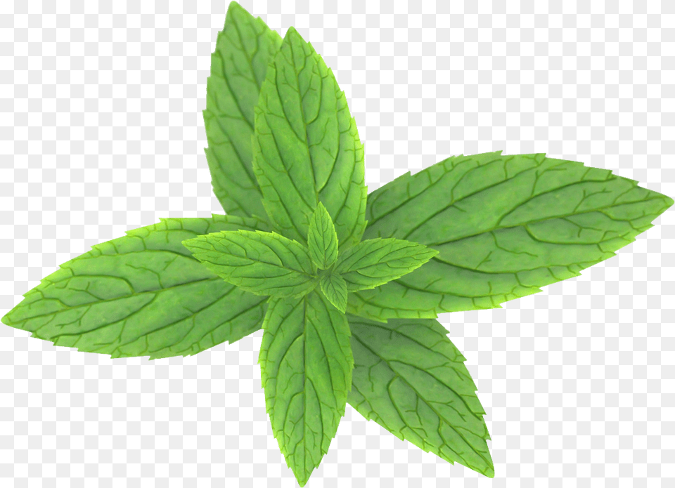 Mint, Herbs, Leaf, Plant Free Png