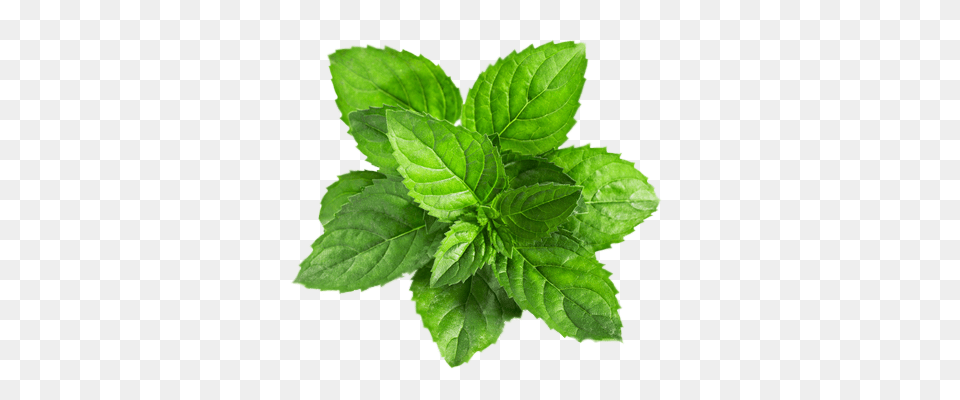 Mint, Herbs, Plant, Leaf Free Transparent Png