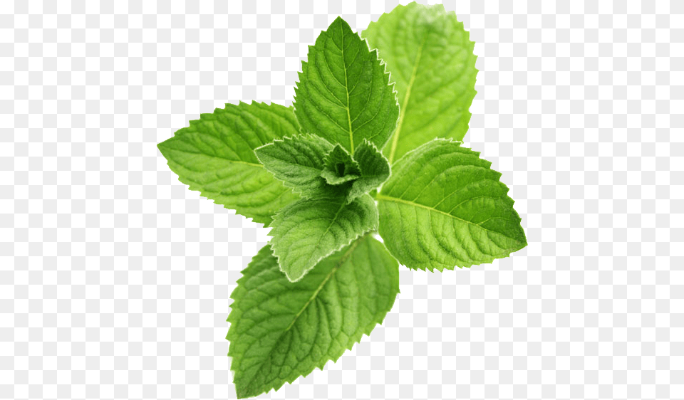 Mint, Herbs, Leaf, Plant, Herbal Png