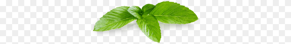 Mint, Herbs, Leaf, Plant, Herbal Free Transparent Png