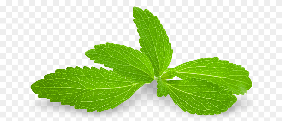 Mint, Herbs, Leaf, Plant, Herbal Free Png Download