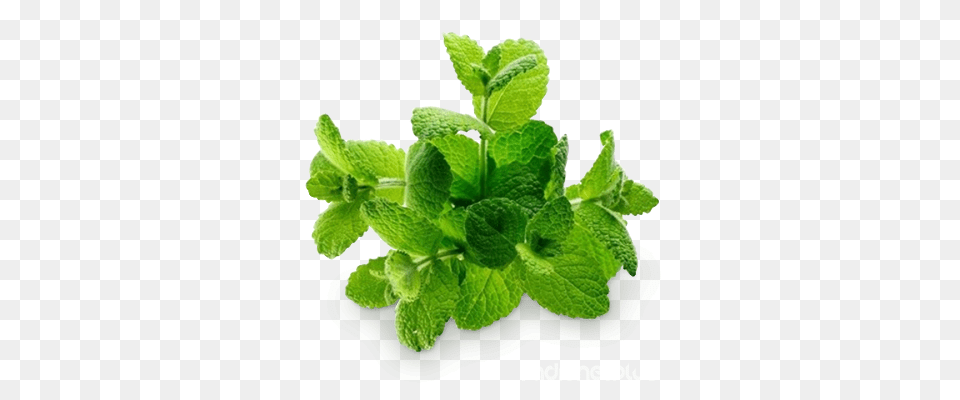 Mint, Herbs, Plant Free Png Download