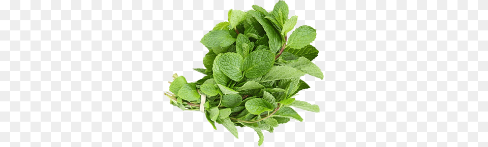 Mint, Herbs, Plant, Leaf Free Png