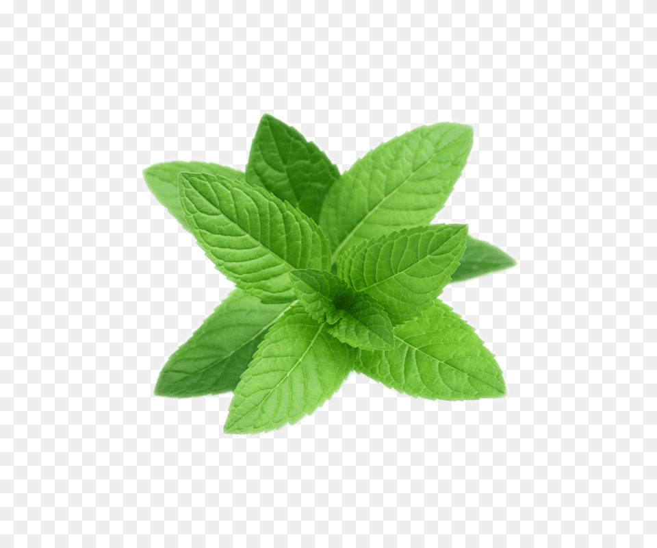 Mint, Herbs, Leaf, Plant, Herbal Free Png Download