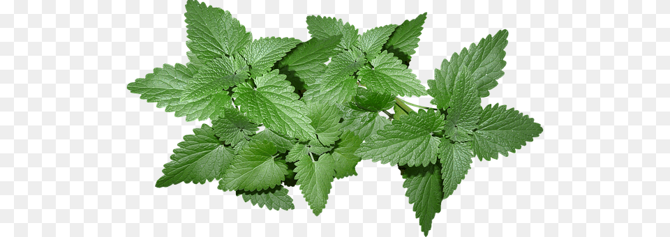 Mint, Herbal, Herbs, Plant, Leaf Png