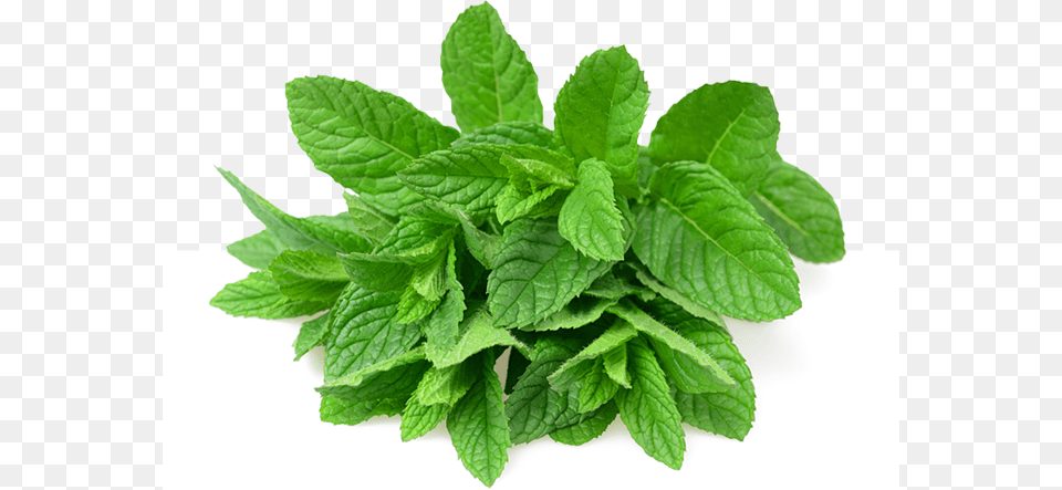 Mint, Herbs, Plant, Leaf Free Transparent Png