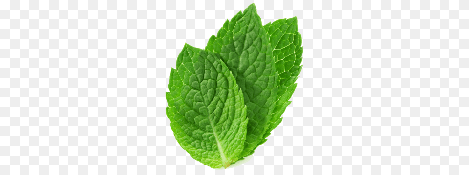 Mint, Herbs, Leaf, Plant Png Image