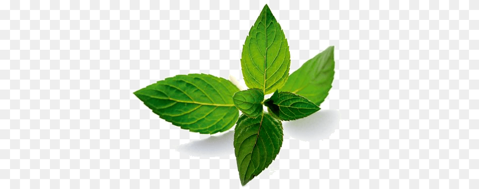 Mint, Herbs, Leaf, Plant Png