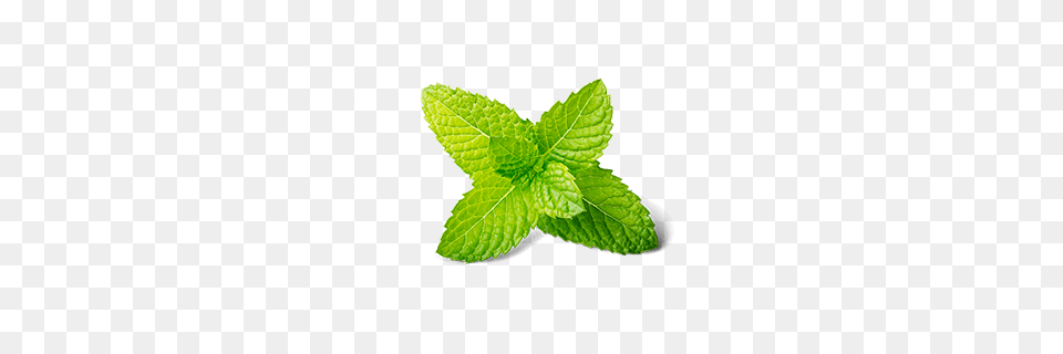 Mint, Herbs, Plant, Leaf Png