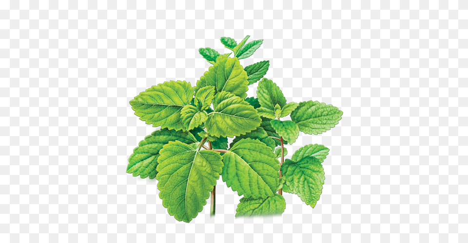 Mint, Herbal, Herbs, Leaf, Plant Png Image