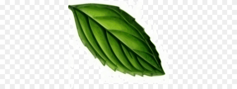 Mint, Herbs, Leaf, Plant Free Png