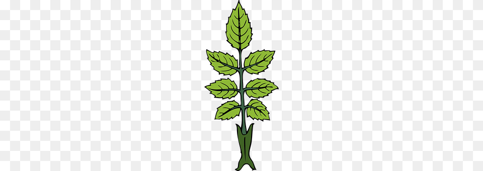 Mint Leaf, Plant, Herbs, Green Png Image
