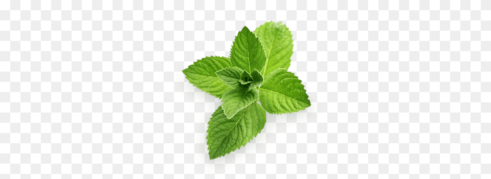 Mint, Herbs, Plant, Leaf, Herbal Free Png