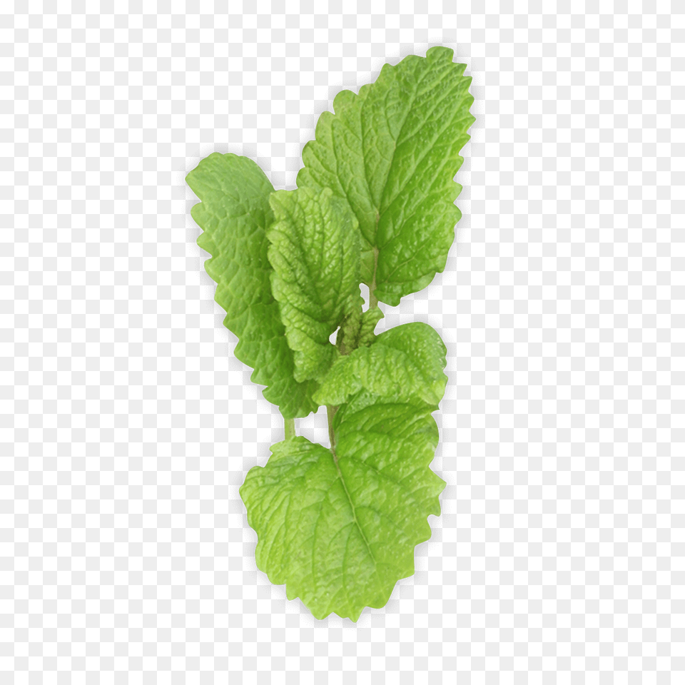 Mint, Herbs, Leaf, Plant, Herbal Png Image