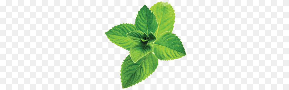 Mint, Herbs, Leaf, Plant, Herbal Free Png