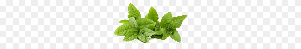 Mint, Herbs, Plant, Leaf, Herbal Free Png Download