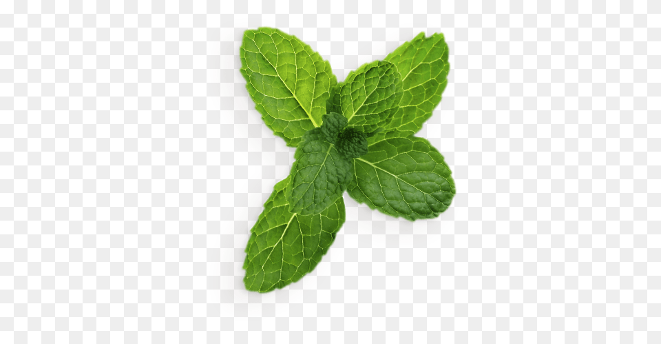 Mint, Herbs, Plant, Leaf Png Image