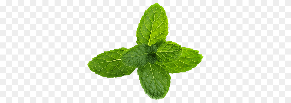 Mint, Herbs, Plant, Leaf Png