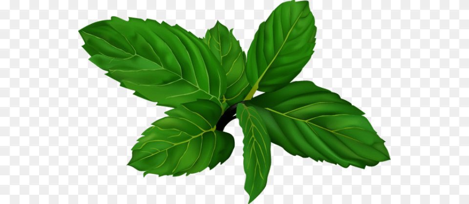 Mint, Green, Herbs, Leaf, Plant Png Image