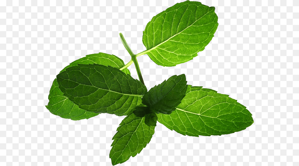 Mint, Herbs, Leaf, Plant Free Transparent Png