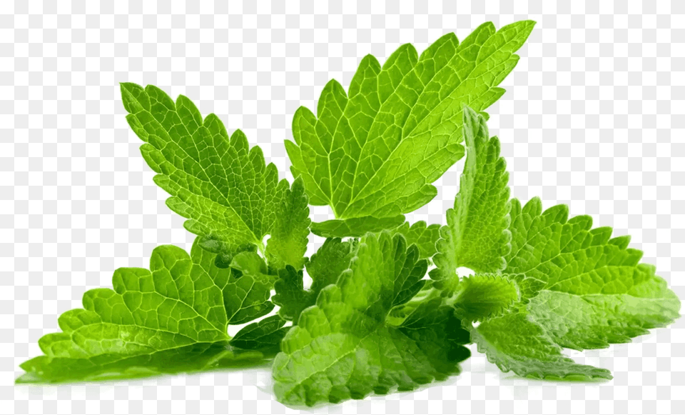 Mint, Herbs, Leaf, Plant, Herbal Free Png