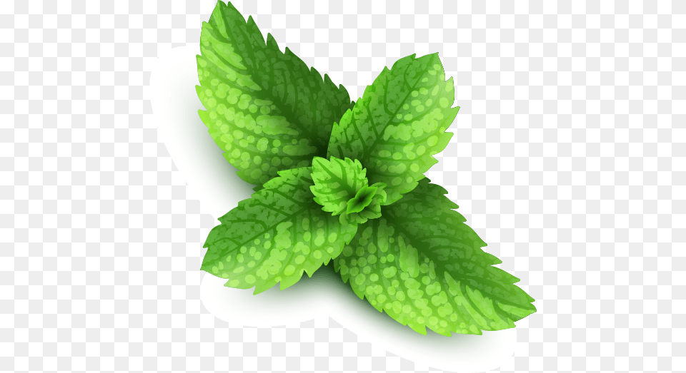 Mint, Herbs, Plant Png