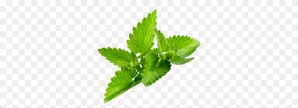 Mint, Herbal, Herbs, Plant, Leaf Png Image
