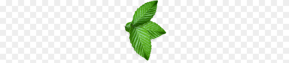 Mint, Leaf, Plant, Herbs, Tree Free Png